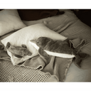 Peluche Bouillotte Dauphin | Petit